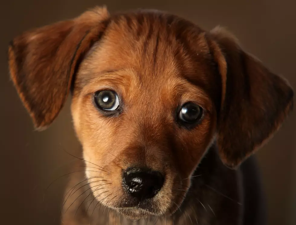 Stolen Puppy Traded for Crack Cocaine