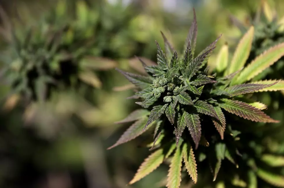 If NY Approves Recreational Marijuana, Where Does the Money Go?