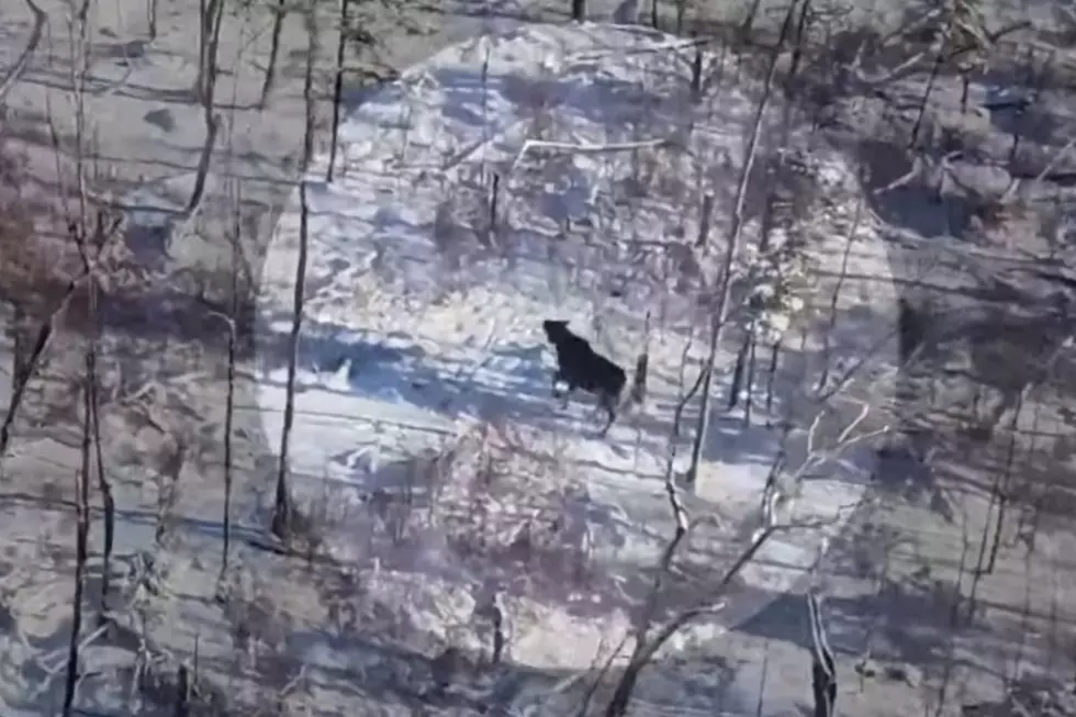 New York’s Largest Mammal Caught on Video in the Adirondacks
