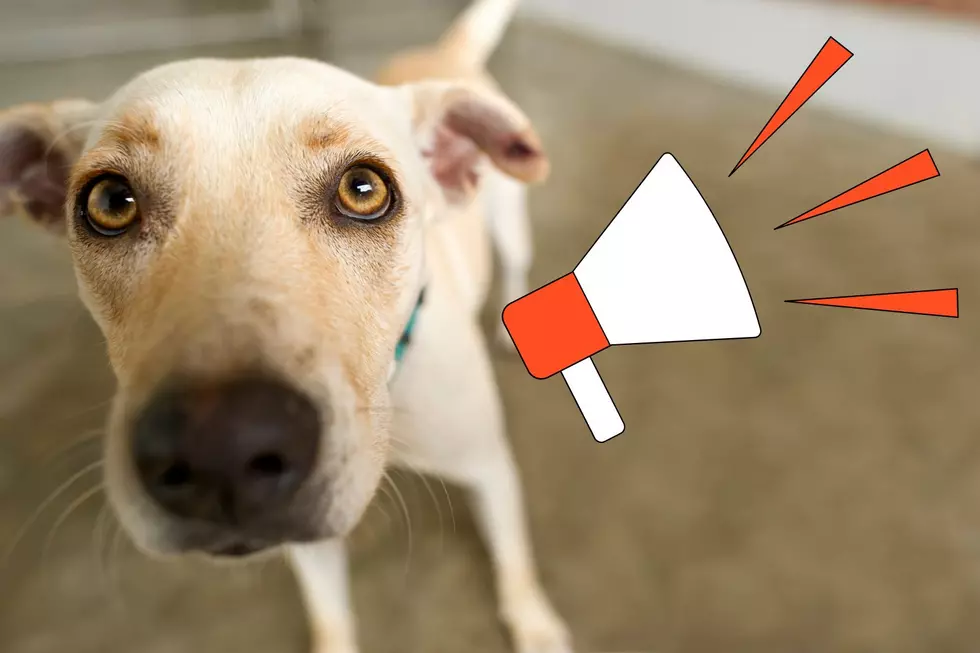 Goshen Humane Society Announces August 15th Closure