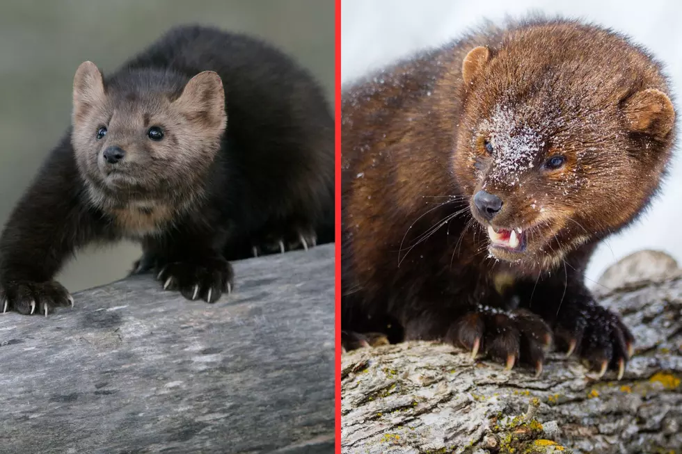 The Important Difference Between These Two New York Predators