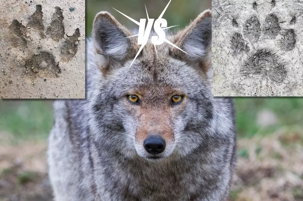 Important Animal Tracks for Pet Owners in the Hudson Valley