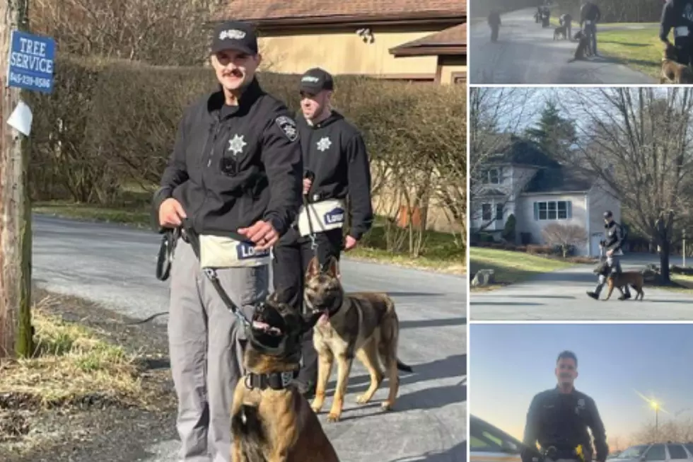 Welcome The New K-9 in The Ulster County Sheriff’s Office