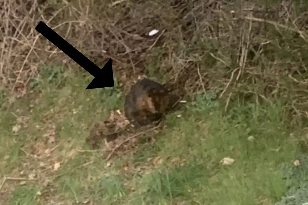 Huge Critter Spotted Hanging Out in Dutchess County, NY