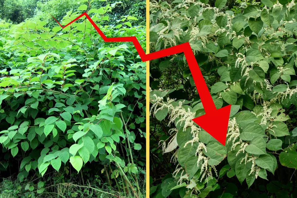Plant Invasion Could Start Hurting Home Values in New York