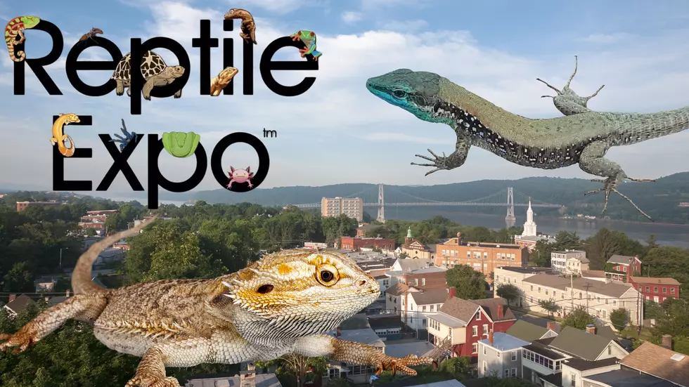 Reptiles Return To MJN Center!