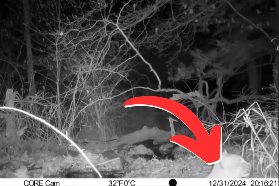 VIDEO: Rare Sighting of ‘Secretive’ Predator in the Hudson Valley
