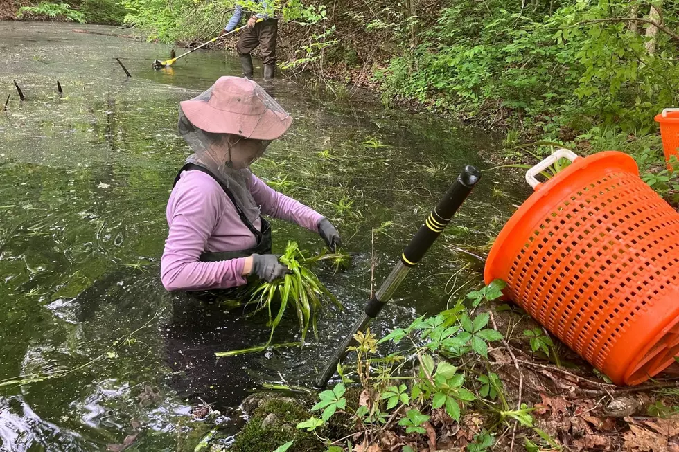 What to Do if You See New York’s Newest Invasive Plant