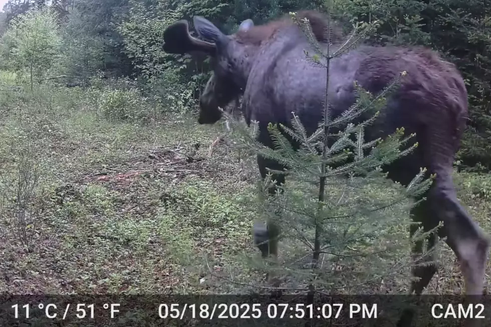 Video: Why These New York Moose Are Growing ‘An Inch per Day’