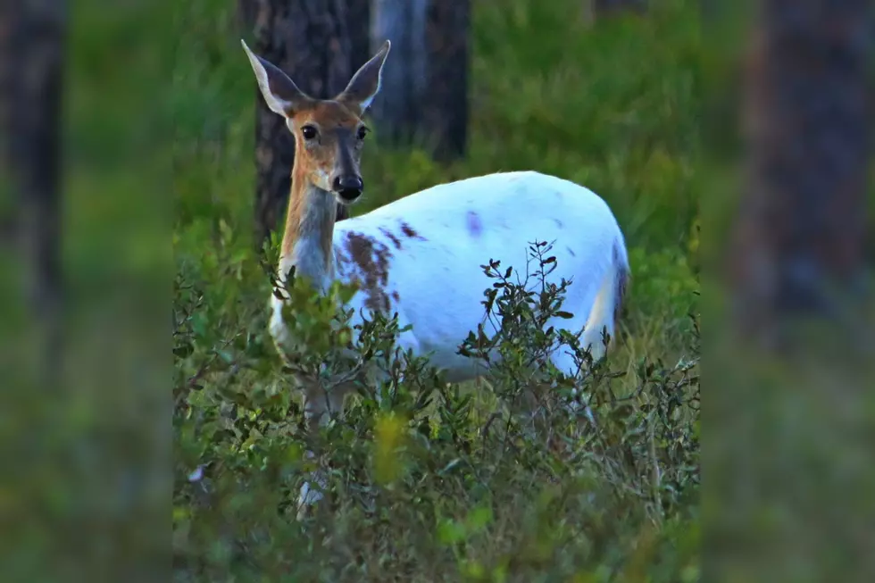 How Likely Is It to See This Rare Deer in New York?