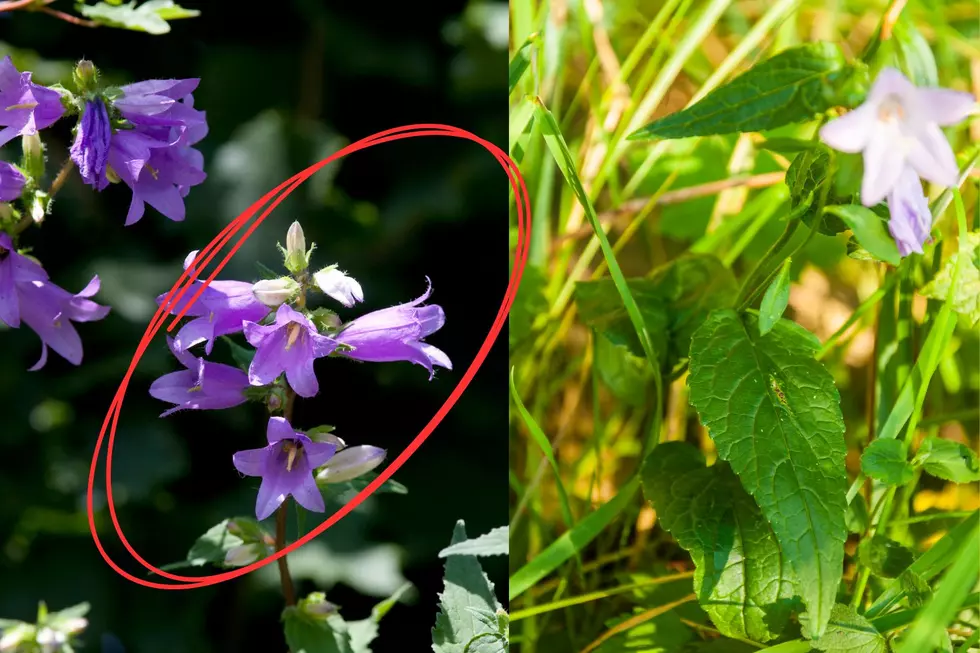 New Yorkers Warned About Beautiful, ‘Extremely Invasive’ Flower