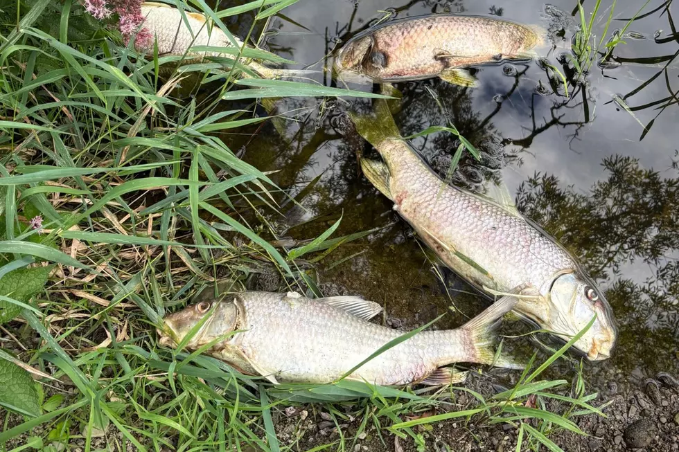 PHOTOS: Creek Spill Kills Thousands of Animals in Upstate New York