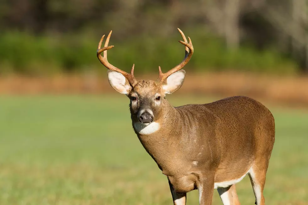 Donations Continue From New York Hunters: How to Help