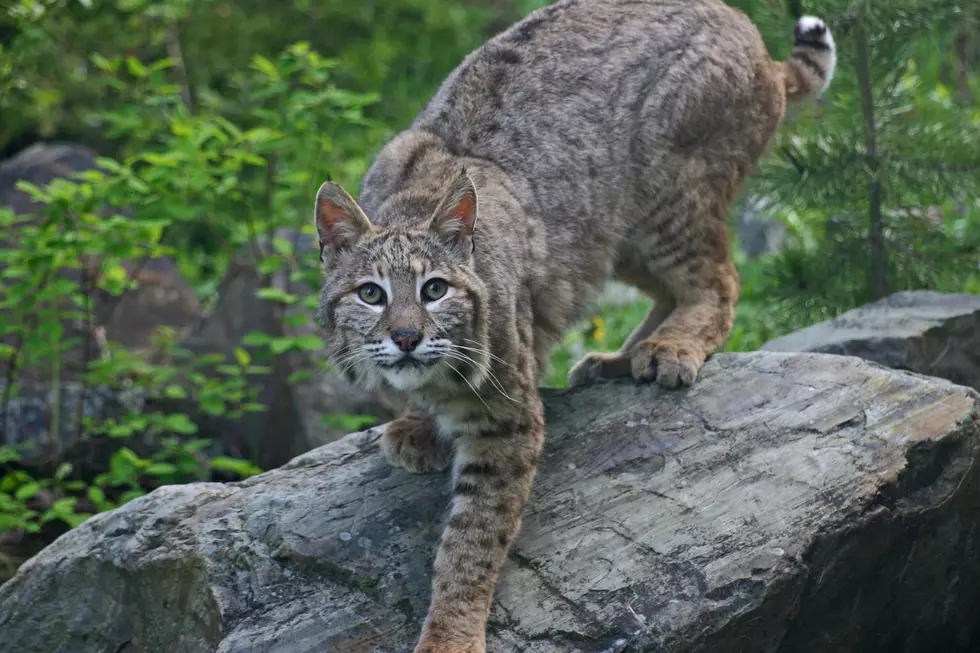 Car Hits Bobcat on Major New York Interstate. Then, It Gets Much Weirder