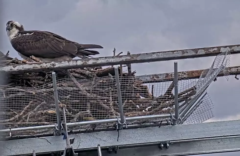 Maintenance Crew Builds Osprey Nest Up Top Popular Hudson Valley Bridge