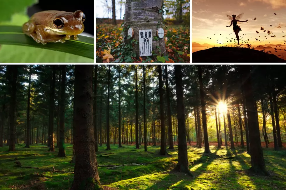 How To Build a Toad Abode in Cornwall, New York