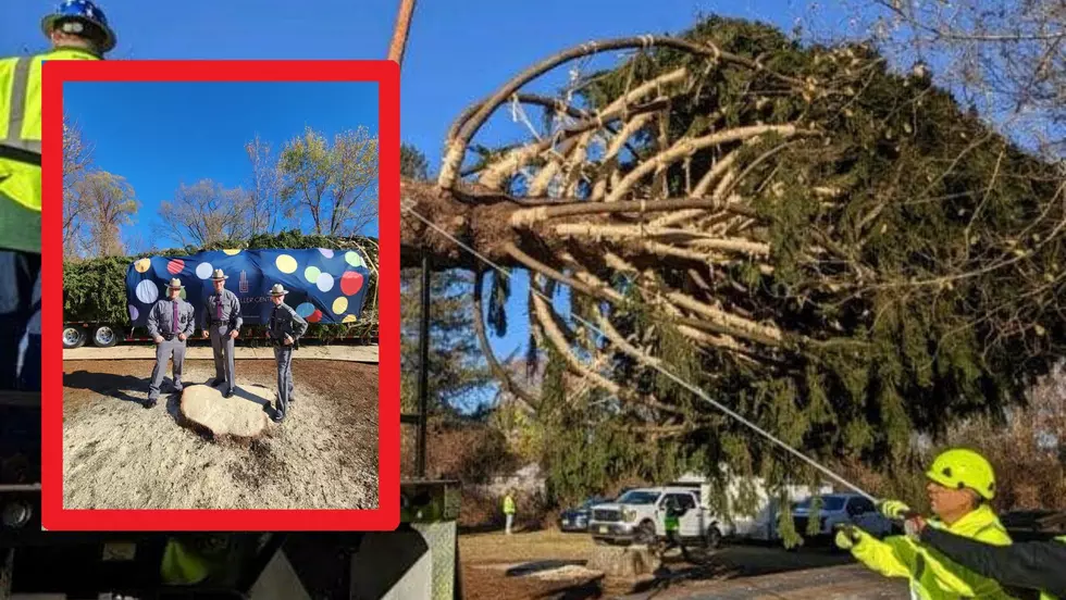 TIMBER! Queensbury, NY Tree Cut Down and is Headed to Rockefeller Center