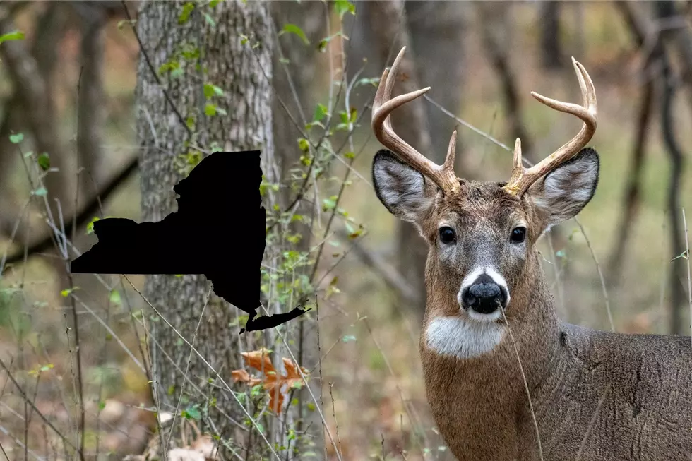 Massive Deer Hunting Changes Coming To New York?