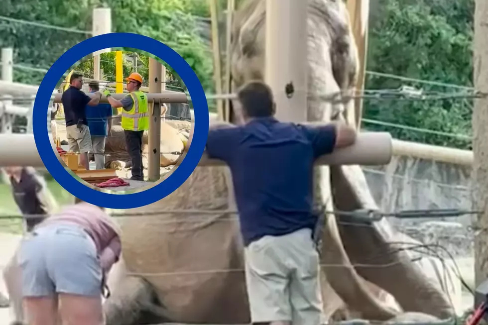 47 Year Old Elephant Helped Back On Her Feet at New York Zoo