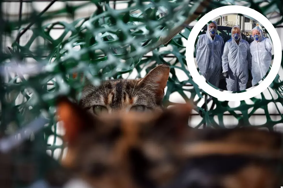 Hudson Valley Animal Shelter Seeks Assistance After Hoarding Rescue